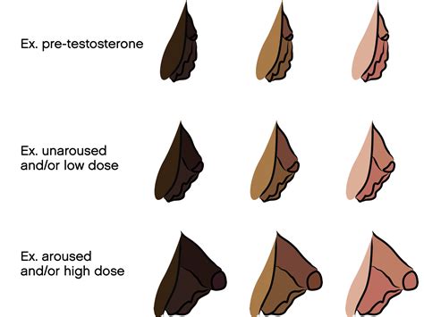 bottom growth before and after|Bottom Growth and Genital Changes on Testosterone